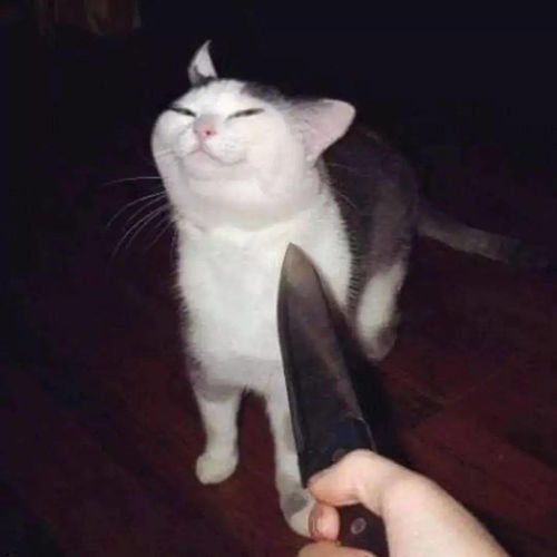 这些沙雕猫片经过插画师的二次创作,简直更萌了