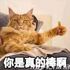 嘲讽人的图片表情包猫
