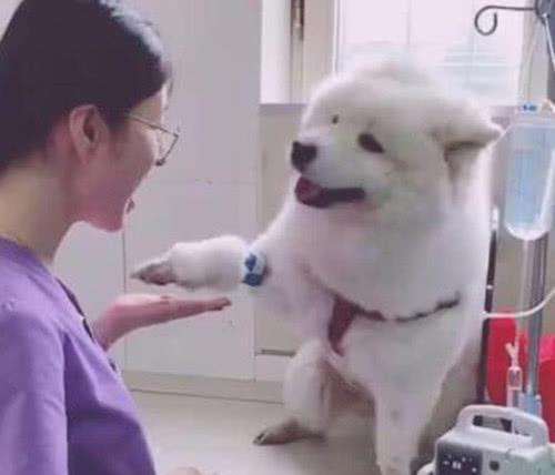 护士打针表情包狗狗