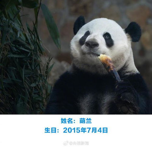 今天,一起祝熊猫届三大顶流萌兰花花和叶生日快乐