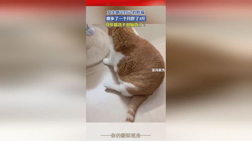 女生晒出自己的胖猫,喂多了一个月胖了3斤,挠痒都挠不到脑袋了