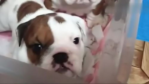 刚刚满月的小斗牛犬脾气就这么大,下一秒的表情心都要萌化了
