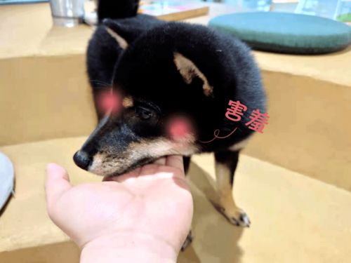 柴犬果然是表情包界的扛把子,有图为证