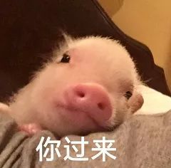只属于小仙女的壁纸和猪猪表情包