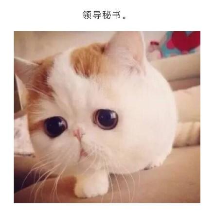 单位各部门领导表情包,笑cry