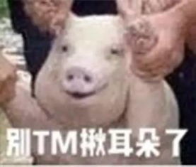别再笑这只猪了,你有本事凭一个表情火遍全世界吗