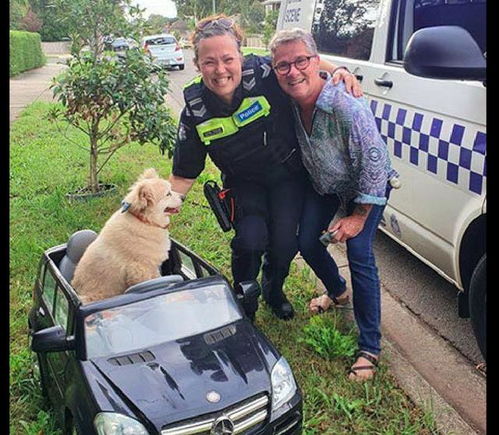 警察拦截了一辆狗狗开的小汽车,它一脸无辜表情别抓我好不好