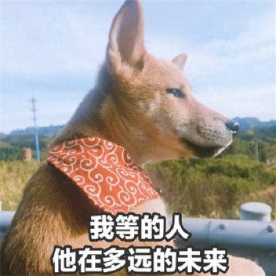 表情包头像搞笑图片带文字的单身狗头像