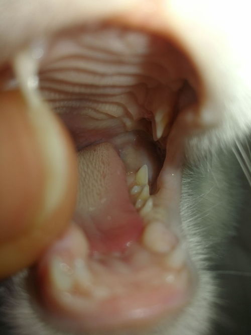 猫喉咙好像卡了东西扯着舌头咧着嘴巴甩着头干咳,去医院照片喉部正常没有发现东西,我都要急死了