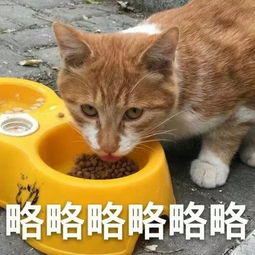 前方高能,一大波动物表情包企图刷屏你的票圈